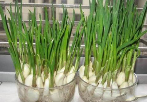 農業科普：你所不知道的大蒜的秘密，帶你走進大蒜的世界