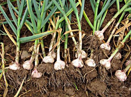 農業科普：你所不知道的大蒜的秘密，帶你走進大蒜的世界