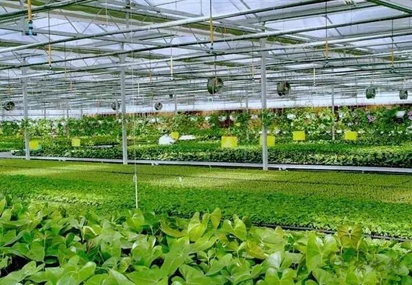 為農業插上翅膀,物聯網引領下一個農業時代!