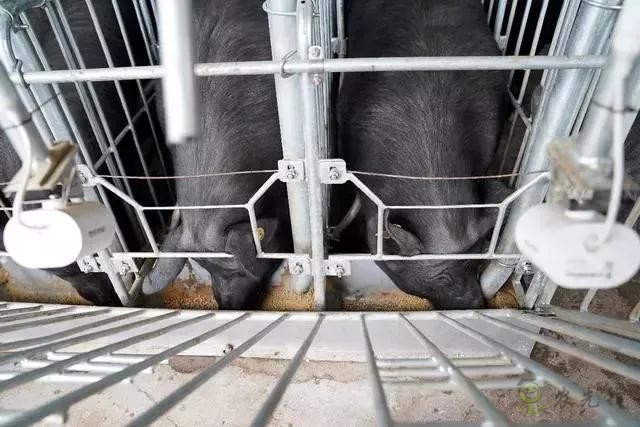 京東的這些&ldquo;網紅&rdquo;農業項目，你都知道嗎？