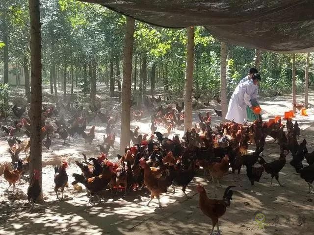 京東的這些&ldquo;網紅&rdquo;農業項目，你都知道嗎？