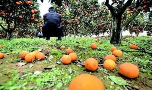 看數(shù)字農(nóng)業(yè)如何為中國(guó)農(nóng)業(yè)開展新道路