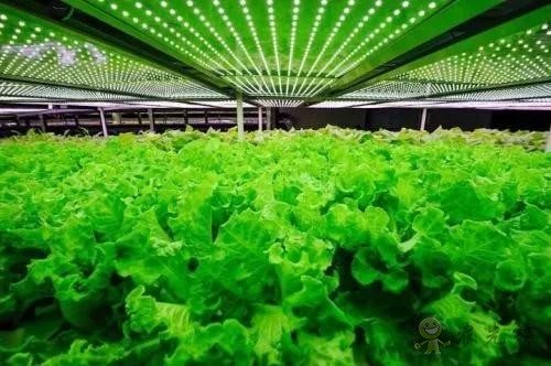 看數(shù)字農(nóng)業(yè)如何為中國(guó)農(nóng)業(yè)開展新道路