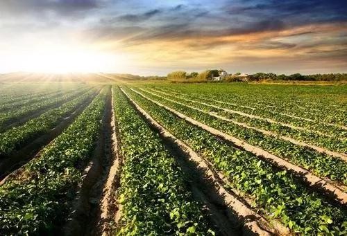 看數(shù)字農(nóng)業(yè)如何為中國(guó)農(nóng)業(yè)開展新道路