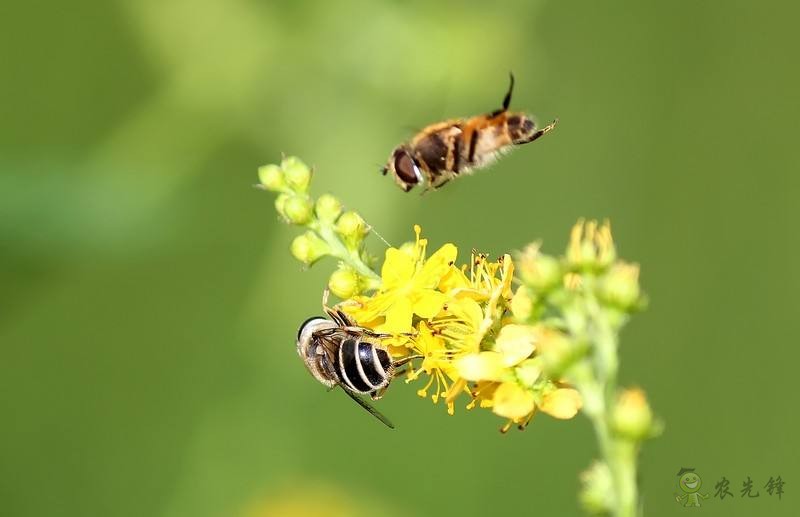 農業物聯網如何顛覆傳統農業？