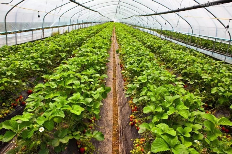 農業物聯網如何顛覆傳統農業？