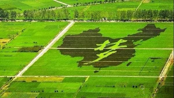 區塊鏈農業迎來政策風向標！