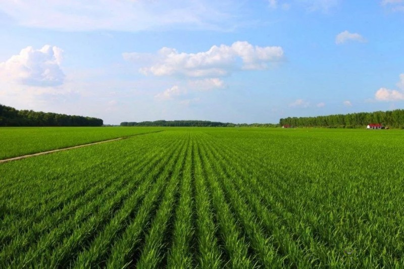 為食品安全保駕護航的農(nóng)業(yè)物聯(lián)網(wǎng)