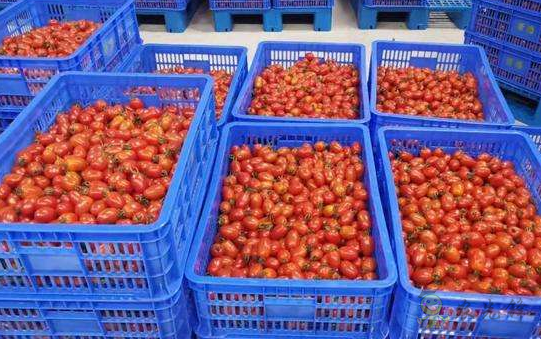 不來嘗嘗看 物聯(lián)網(wǎng)種出&ldquo;網(wǎng)紅小番茄&rdquo;