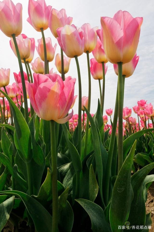 透過郁金香看荷蘭的現代農業，切花球根都能賣，還能吸引觀光客