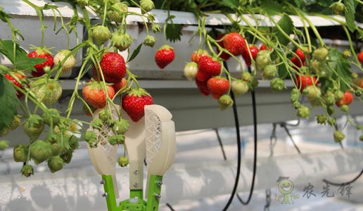 農業機器人大規模投產,以后農民靠什么收入?