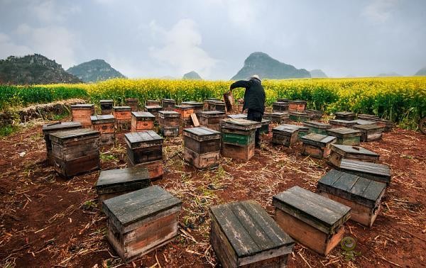 蜜蜂與現代農業：從&ldquo;取一半，留一半&rdquo;到&ldquo;送蜜蜂上戰場&rdquo;