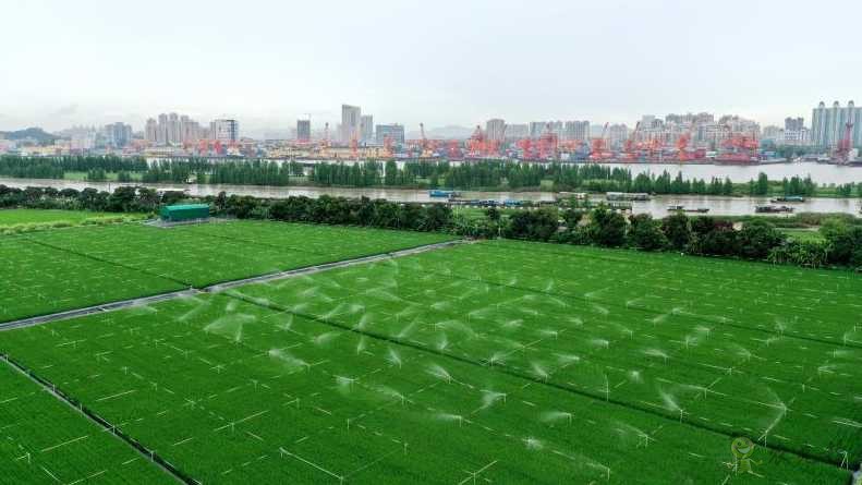 廣東黃埔長洲島啟動建設現(xiàn)代農(nóng)業(yè)科技&ldquo;黃埔軍校&rdquo;