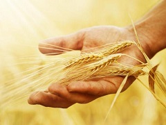 中央經(jīng)濟(jì)工作會(huì)議再提糧食安全：解決“種子”問題，守住18億畝耕地紅線