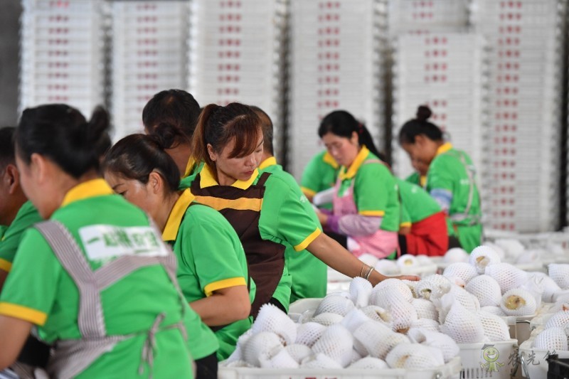 拼多多持續(xù)再加碼農(nóng)業(yè),“最初一公里”構(gòu)架基本完成