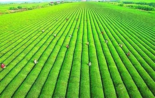 德國農(nóng)業(yè)