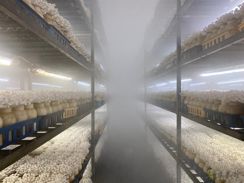 現(xiàn)代農業(yè)