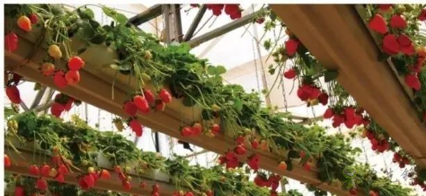 以色列農(nóng)業(yè)