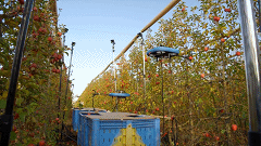 疫情致大批水果因沒人采摘，以色列公司用AI無(wú)人機(jī)來(lái)幫忙