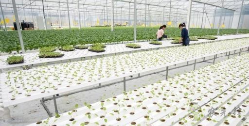 現(xiàn)代農業(yè)