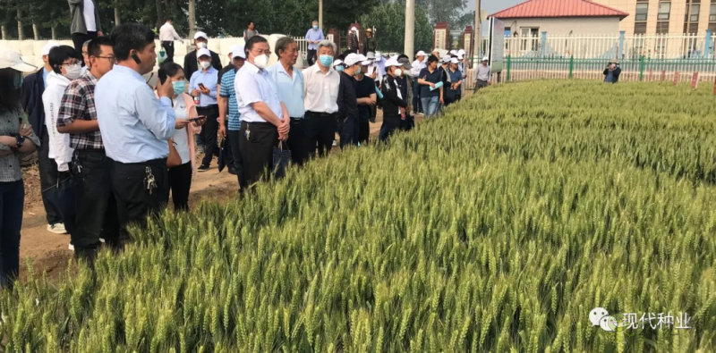 小麥良種攻關獲新進展:不只“節水”一技傍身 更可兼顧優質多抗