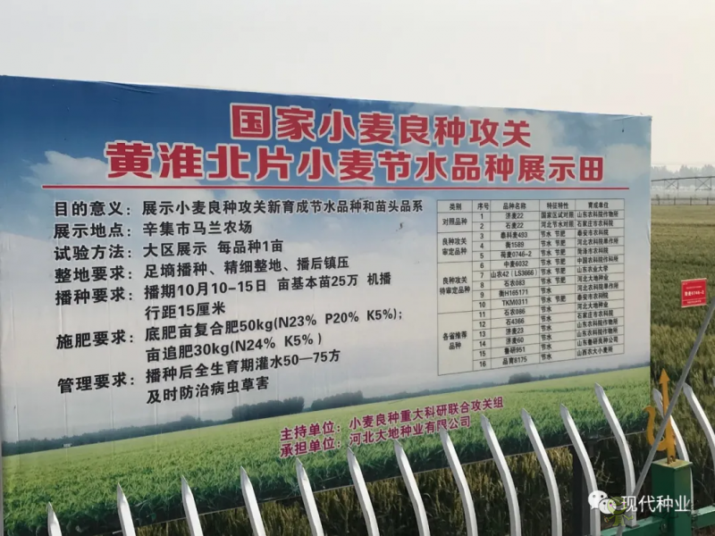 小麥良種攻關獲新進展:不只“節水”一技傍身 更可兼顧優質多抗