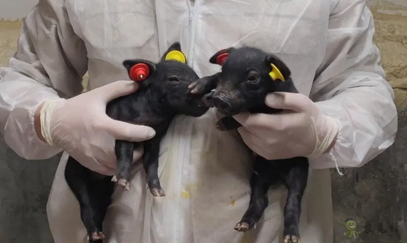 國內首次！14頭克隆豬誕生