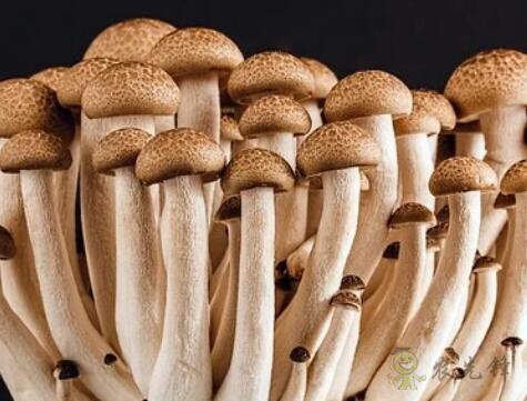 采摘成功率可達(dá)97%，蘑菇采摘機(jī)器人