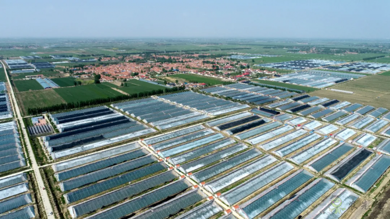 從平度實(shí)踐找尋脫貧與振興有效銜接的&ldquo;產(chǎn)業(yè)密碼&rdquo;