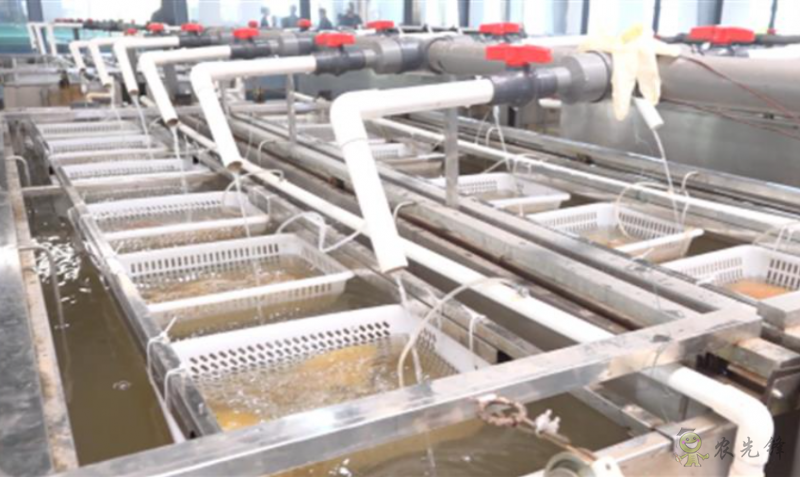 鮰魚新品種&ldquo;江豐1號(hào)&rdquo;產(chǎn)業(yè)支撐效果顯著