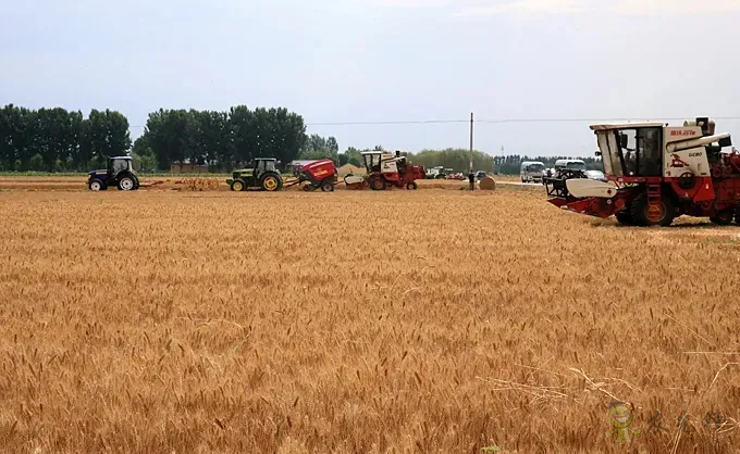 唐仁健部長:今年夏糧再獲豐收!多地機收損耗降低1個百分點以上!