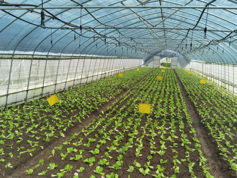 青浦：發(fā)展節(jié)水灌溉，推動(dòng)農(nóng)業(yè)提質(zhì)增效