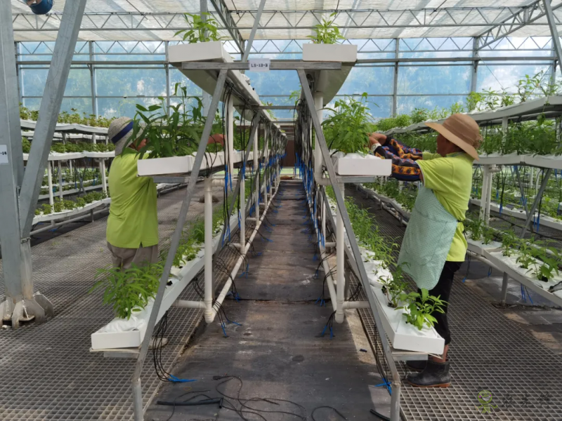 青浦：發(fā)展節(jié)水灌溉，推動(dòng)農(nóng)業(yè)提質(zhì)增效