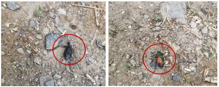 新疆 4 萬(wàn)畝楊樹林蟲害爆發(fā)，極飛農(nóng)業(yè)無(wú)人機(jī)升空阻擊