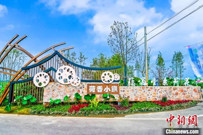 肥西:以“荷”為媒 打造鄉村生態旅游產業