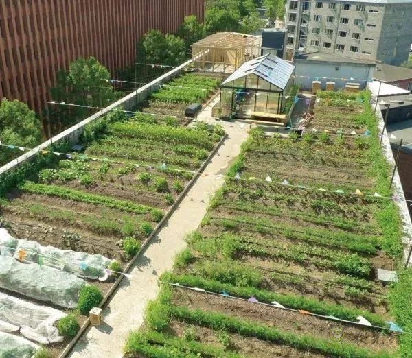 有機農業(yè)的全球典范：丹麥經驗