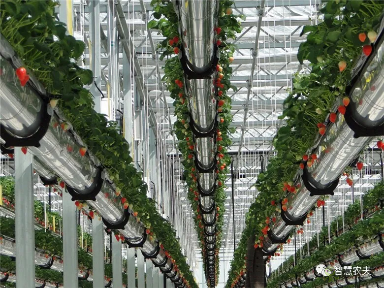 半年銷售額2億元！遼寧丹東&ldquo;空中草莓&rdquo;火了！