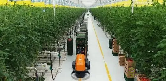 華為養(yǎng)豬帶來的效應(yīng)，AI+視覺技術(shù)正推進(jìn)智慧農(nóng)業(yè)