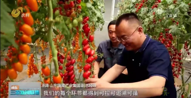 &ldquo;壽光標準&rdquo;向全國輸出 推動蔬菜產業提檔升級