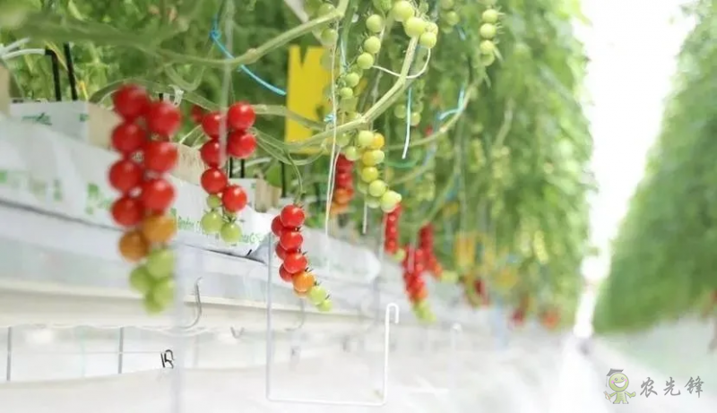 成串小番茄你見過嗎？&ldquo;現代農業&rdquo;讓崇明農戶&ldquo;靠數據吃飯&rdquo;