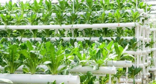 無土栽培：讓農業告別&ldquo;靠天吃飯&rdquo;