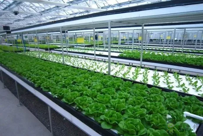 無土栽培：讓農業告別&ldquo;靠天吃飯&rdquo;