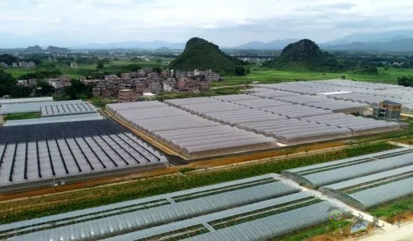 平桂區：現代設施農業催生&ldquo;產業村&rdquo;