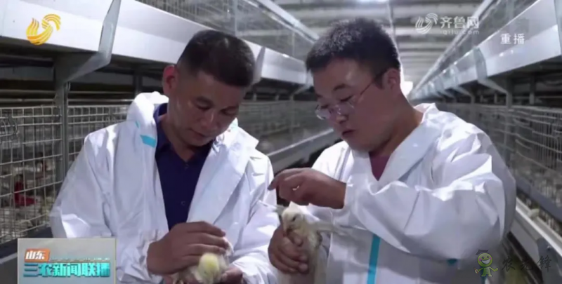 山東日照: 智慧養(yǎng)殖新模式 36萬只肉雞養(yǎng)殖不犯難