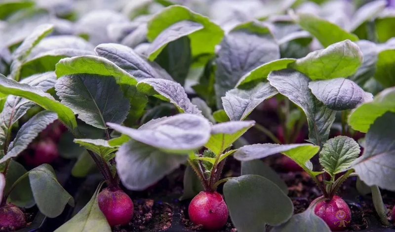 走進&ldquo;植物工廠&rdquo; 探訪現代工廠化智慧育苗基地