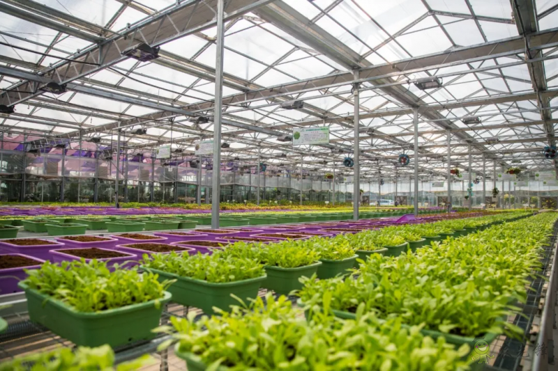 國內(nèi)外溫室園藝機(jī)器人的研究和應(yīng)用現(xiàn)狀