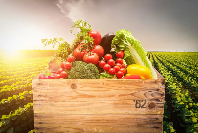 國內(nèi)外溫室園藝機(jī)器人的研究和應(yīng)用現(xiàn)狀