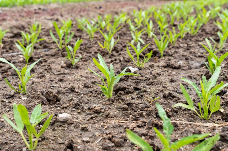 國內(nèi)外溫室園藝機(jī)器人的研究和應(yīng)用現(xiàn)狀