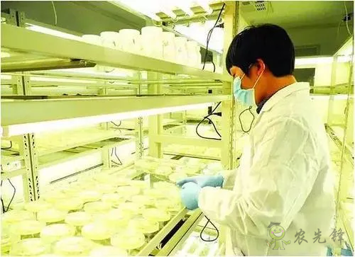 中外生物育種存在三大差距，專家建議打造&ldquo;種業航母&rdquo;