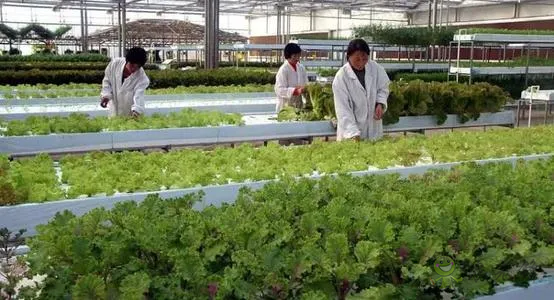 中外生物育種存在三大差距，專家建議打造&ldquo;種業航母&rdquo;